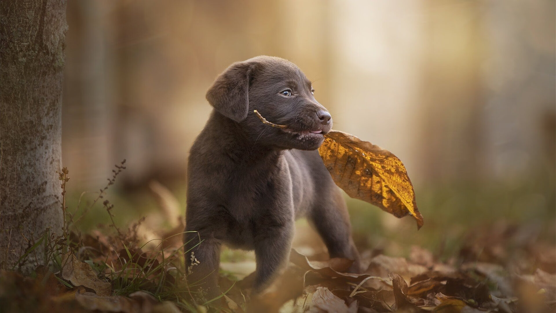 塞维利亚中后场配合流畅减少失误,塞维利亚最佳阵容