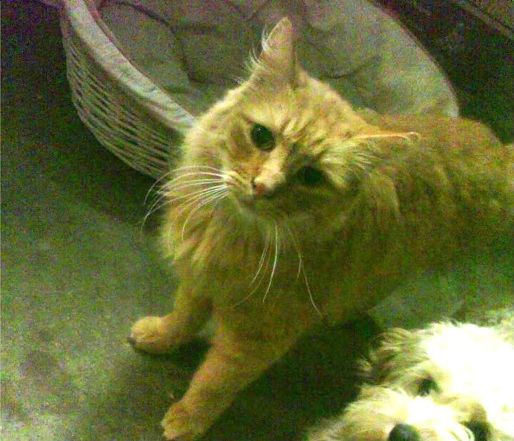 职业联赛本土球员出场时间减少，职业球员出场记录