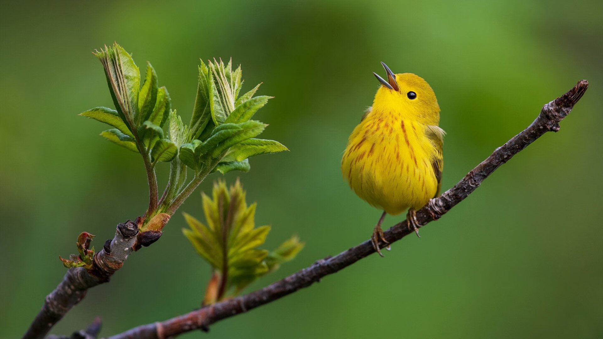 高节奏打法下犯规控制是否成为关键指标