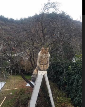 俱乐部引进先进数据分析系统，提升战术执行效率，俱乐部信息