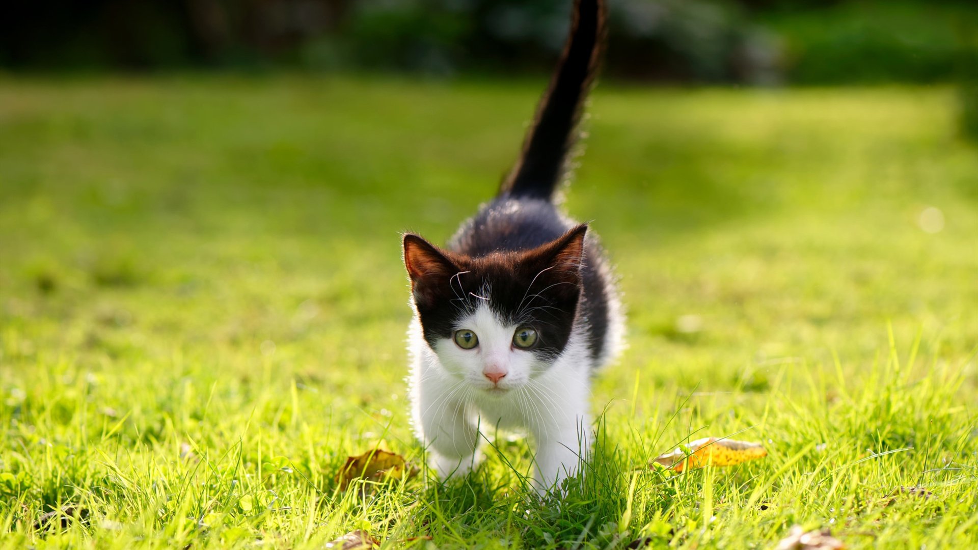 开云首页登录-法甲霸气进攻：打穿对方防线的精彩瞬间！，法甲动作大