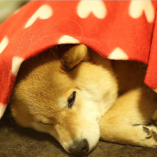 波波维奇决赛发挥成赛场大赢家,波波维奇胜场最新2021