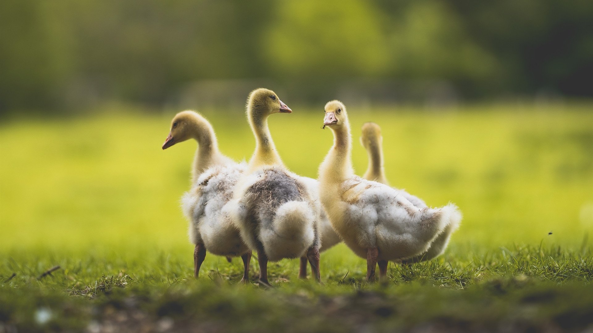 开云体育下载官网-波尔曼凭借精准传球与突破能力，帮助袋鼠队逐步走向胜利，波尔茨曼