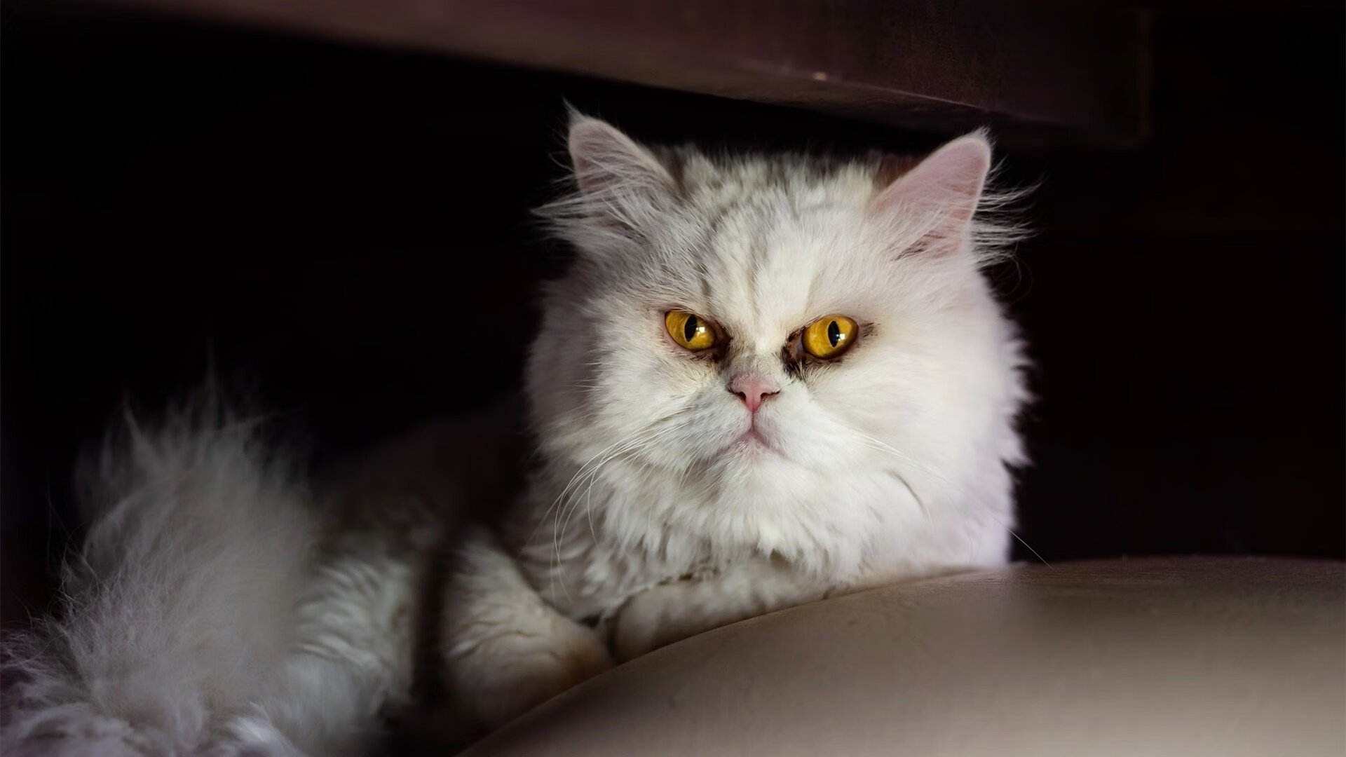 开云体育登入-田径接力赛事精彩瞬间刷屏网络，田径接力比赛新规则